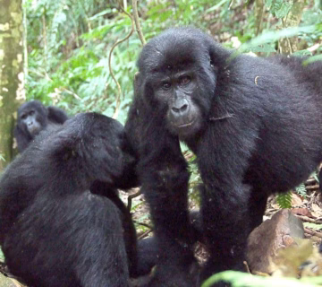 How to book Uganda gorilla trekking permits in 2024