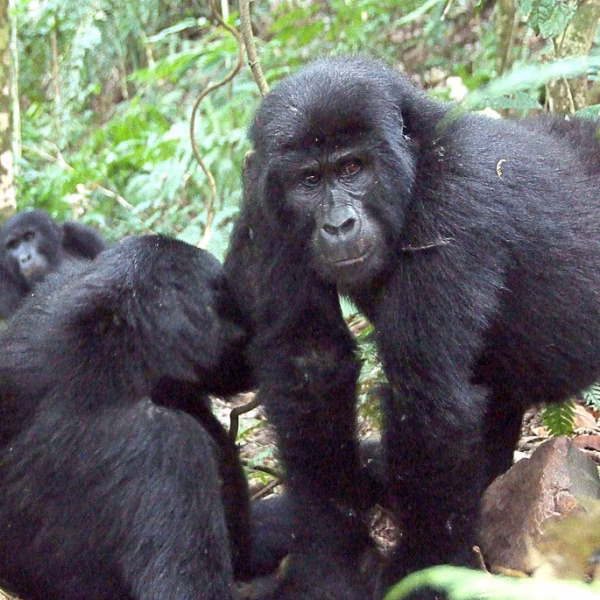 What If One Trip Could Give You Mountain Gorilla Trekking,