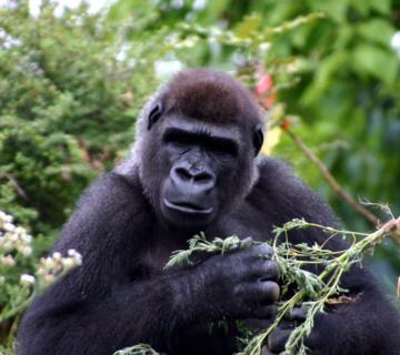 How to plan a gorilla trekking safari for elderly and people with disabilities