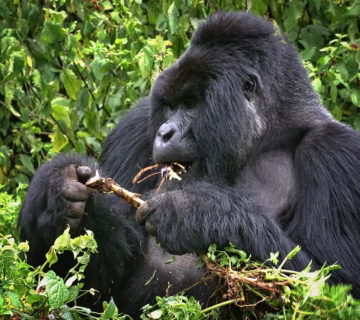 In the southwest of Uganda, Bwindi Impenetrable Forest National Park shares a border with the Democratic Republic of the Congo, which is adjacent to Virunga National Park on the edge of the Albertine Rift. The park, a world heritage site that is only accessible on foot, is made up of 340 square kilometers of lowland forest and montane. There are 120 animal species, 340 bird species, 230 butterfly species, 30 frog species, geckos, chameleons, and many more species that call the park home. With over 1000 plant species, including 170 tree species and 105 fern species, the park is a diverse forest in East Africa. Numerous chimpanzees, colobus monkeys, bird species, turaco, hornbills, and many more may be found in the primate habitat of Bwindi Impenetrable Forest National Park. In the realm of endangered mountain gorillas, the park serves as a home for more than 480 of them. Under the Uganda Wildlife Authority's administration, 14 habituated mountain gorilla families are available for tourism in four gorilla trekking sectors Rushaga, Ruhijah, Buhoma, and Nkuringo. The total reserve area of the park is 208 kilometers. However, in order to safeguard the mountain gorillas, the reserve was merged into a sanctuary in 1964. The most diverse species found in the 330 square kilometer Bwindi Impenetrable Forest National Park are mountain gorillas. The original people to reside in the forest were the Batwa Pygmy, but they have since been forced to leave after being forcefully removed. The primary activity in the park is gorilla trekking, which began in 1993. This turned into a popular tourist spot. The highlands of the western Rift valley are home to the Bwindi Forest Impenetrable National Park. Rainfall occurs year-round in the rainforest that is Bwindi Impenetrable Forest National Park. The park is situated in Uganda's southwest region. It is home to 430 mountain gorillas, or half of the world's total population. It is thought that Bwindi Impenetrable National Park is home to a subspecies of mountain gorilla in addition to the Virunga. According to the 2006 census, there were 300 mountain gorillas, but there are now 430. The biggest threats to them are illnesses, poaching, and habitat loss. Because there are more fruits in Bwindi Impenetrable National Park than in the Virunga mountains, the silverbacks there may scale trees to eat leaves, fruits, and epiphytes; in fact, their diet is the same as that of Bwindi Chimpanzees. Compared to Virunga gorillas, Bwindi mountain gorillas travel farther each day. An estimated 980 mountain gorillas exist worldwide, making them an endangered species. Gorilla trekking, birdwatching, nature walks, primate walks, seeing butterflies, tree species, wildlife, stunning scenery, Batwa paths, and many other activities are the main activities in Bwindi Impenetrable National Park. The park is nine hours' drive from Kampala, Uganda's capital, and is situated in the southwest of the country.