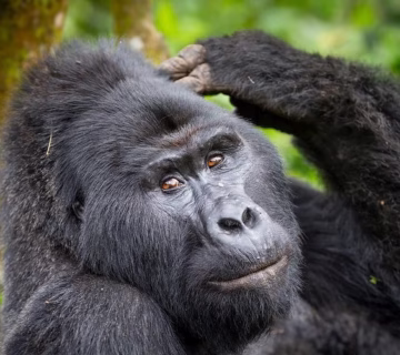 Is it safe to visit Bwindi impenetrable national park