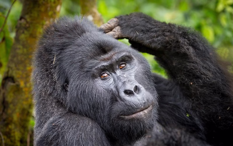 Is it safe to visit Bwindi impenetrable national park