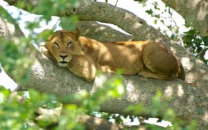 Queen Elizabeth National Park Packages: The Ultimate Guide Queen Elizabeth National Park Packages: The Ultimate Guide