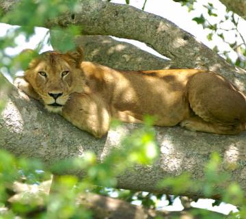 Ishasha sector in Queen Elizabeth national park