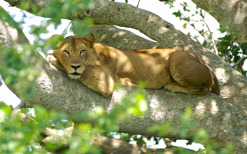 Ishasha sector in Queen Elizabeth national park