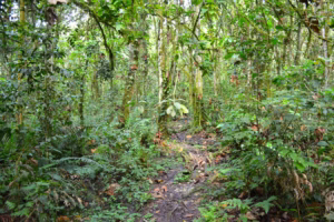 Kalinzu Chimpanzee Trekking: Uganda’s Hidden Primate Kalinzu Chimpanzee Trekking: Uganda’s Hidden Primate