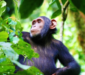 Kalinzu forest chimpanzee trekking