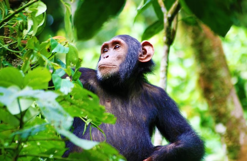 Kalinzu forest chimpanzee trekking