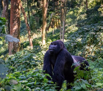 Katwe Gorilla Group in Bwindi Impenetrable Forest
