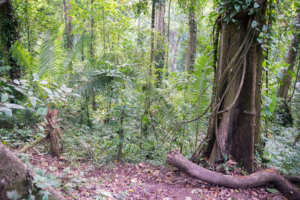 Kyambura Gorge Chimpanzee Tracking: Uganda Exclusive Kyambura Gorge Chimpanzee Tracking: Uganda Exclusive
