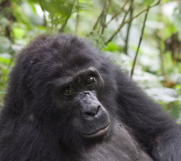 Last minute gorilla trekking in Uganda