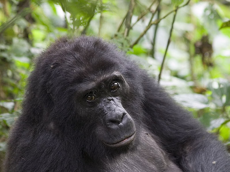 Last minute gorilla trekking in Uganda