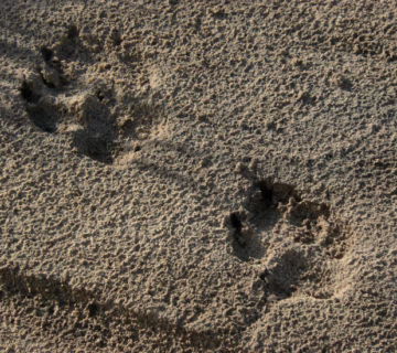 Lion tracking experience in Queen Elizabeth national park