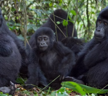 List of Mountain Gorilla Families in Uganda.