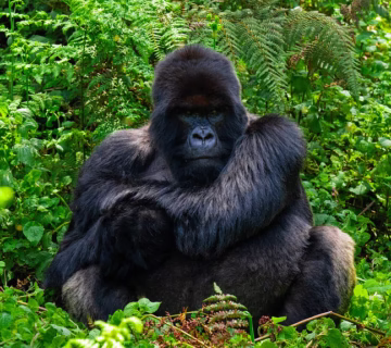Low season gorilla trekking safari in Uganda