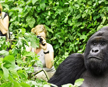 Luxury gorilla tours in Rwanda