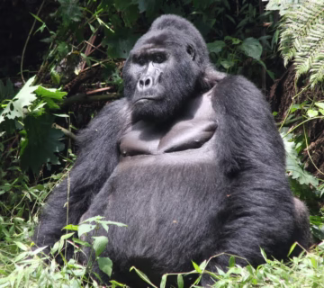 Luxury gorilla trekking safari in Uganda and Rwanda