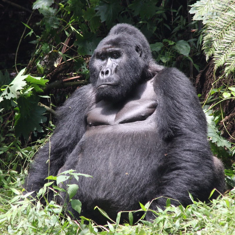 Luxury gorilla trekking safari in Uganda and Rwanda