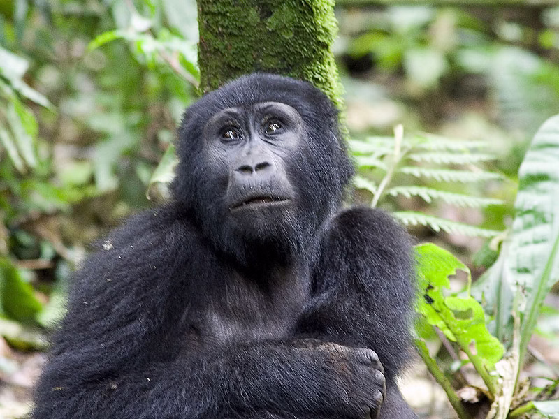 Luxury gorilla trekking safari in Uganda