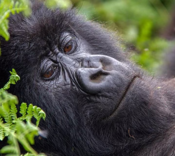 Nature walk hiking in Bwindi impenetrable national park