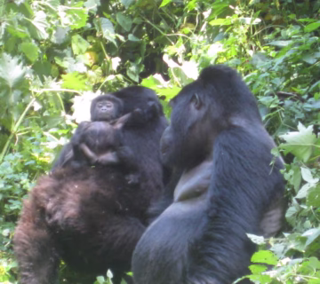 New Gorilla Additions in Bwindi