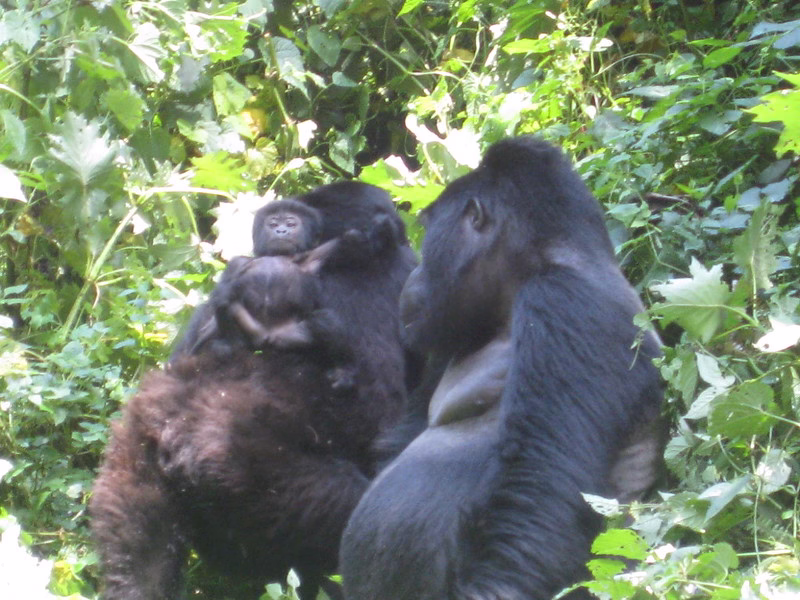 New Gorilla Additions in Bwindi
