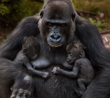 New Twin Gorillas Born in Virunga National Park