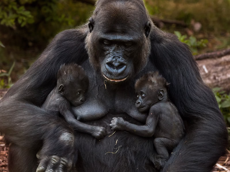 New Twin Gorillas Born in Virunga National Park
