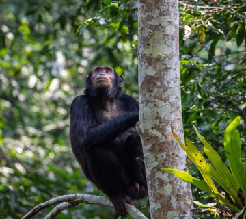 Night forest walks in Kibale national park