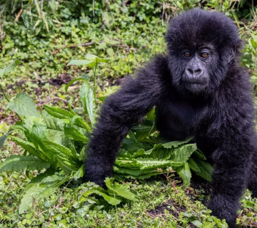Non negotiables for mountain gorilla trekking