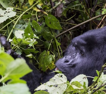 Oruzogo Gorilla Family