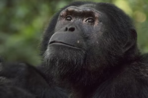 Uganda Chimpanzee Permit Booking: The Complete Guide