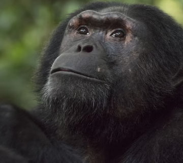 Park Entrance Fees For Kibale National Park
