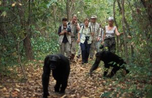 Last Minute Murchison Falls Safari: The Ultimate Guide Last Minute Murchison Falls Safari: The Ultimate Guide