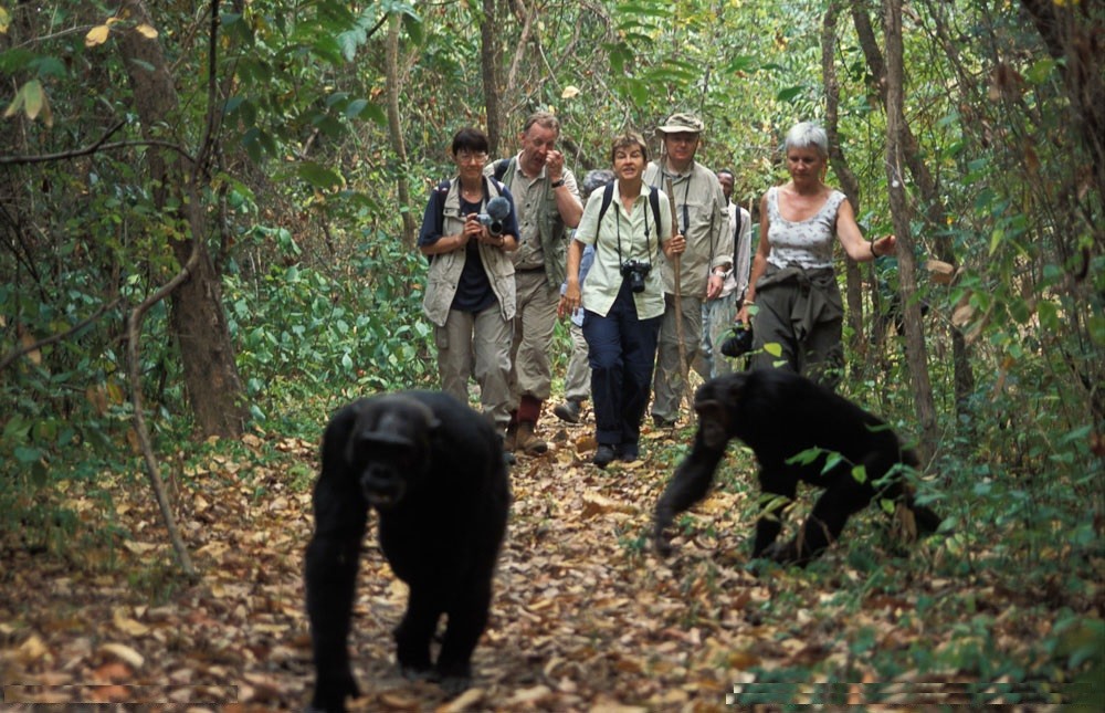 Trekking Gorillas and Chimpanzees Last Minute Murchison Falls Safari: The Ultimate Guide