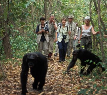 Family Safari Murchison Falls: The Ultimate Guide
