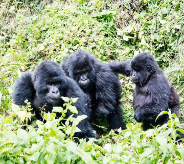 Planning a budget gorilla trekking safari in Bwindi impenetrable national park 2024