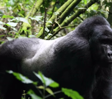 Planning a gorilla trekking safari in Uganda