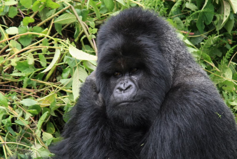 Price of gorilla trekking in Uganda and Rwanda