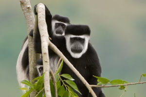 What Do Monkeys Eat? A Complete Guide to Their Diet What Do Monkeys Eat? A Complete Guide to Their Diet