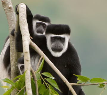 Primates in Uganda