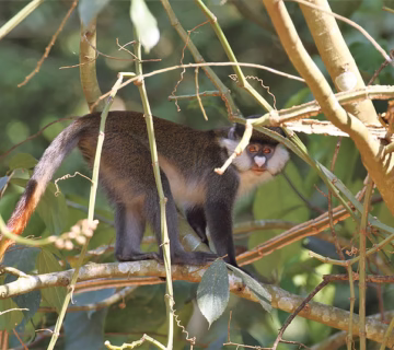Primates of Kibale National Park