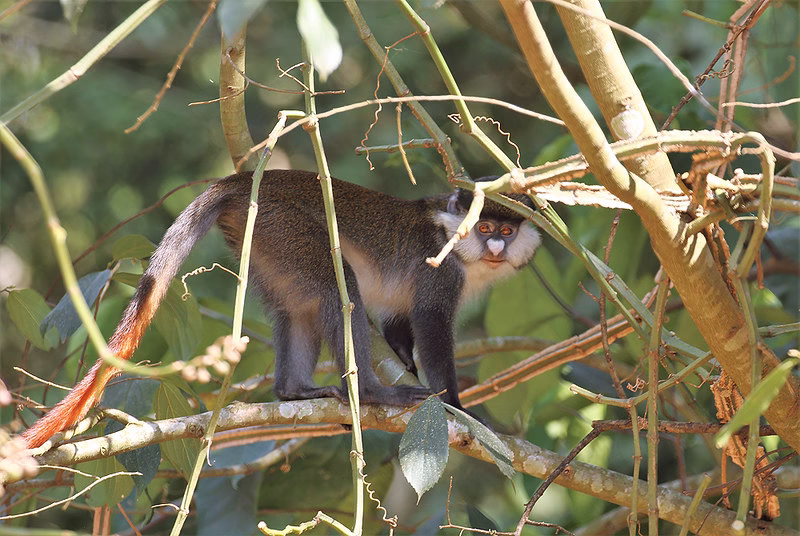 Primates of Kibale National Park