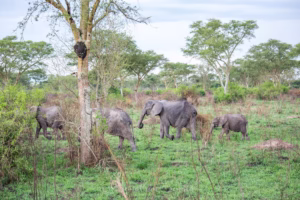 Queen Elizabeth National Park Private Safaris: The Ultimate Queen Elizabeth National Park Private Safaris: The Ultimate
