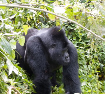 Rafiki The Beloved Gorilla killed by Poachers