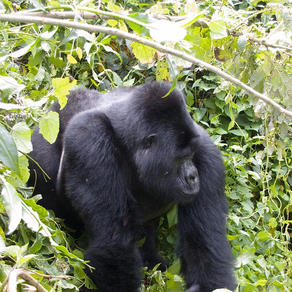 Gorilla Hike Rwanda: The Best 2026 Guide to Rwanda
