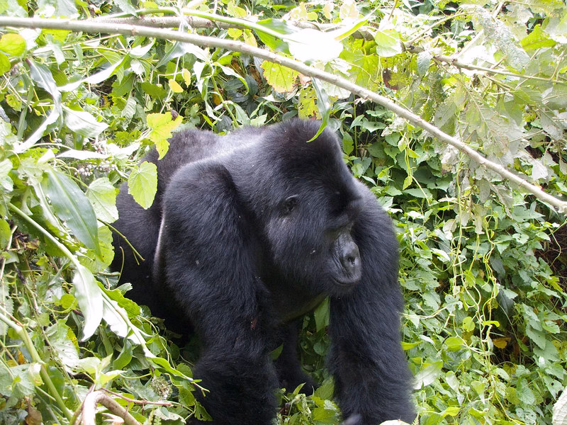 Rafiki The Beloved Gorilla killed by Poachers