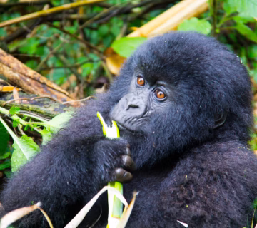 Reasons to trek mountain gorillas in Uganda