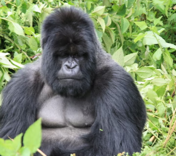 Rwanda Gorilla trekking safari 2025