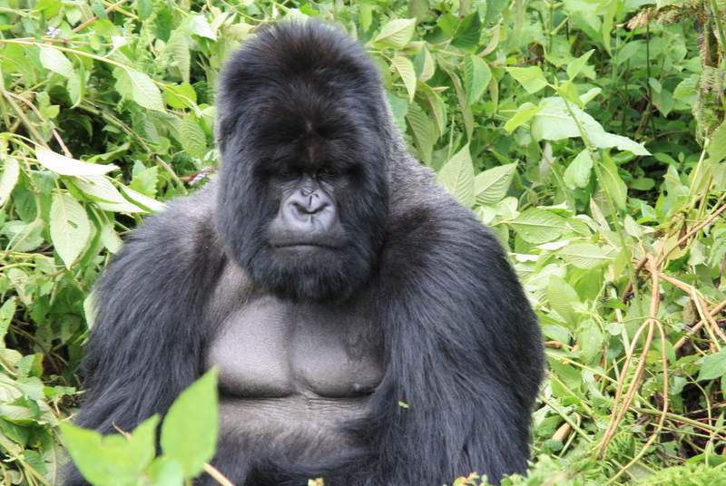 Rwanda Gorilla trekking safari 2025